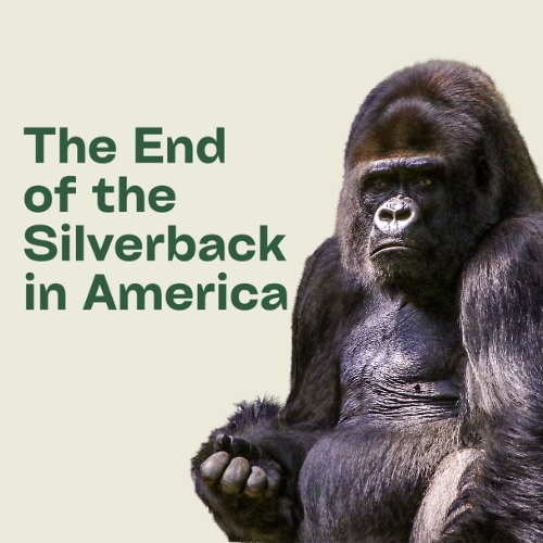 End of the Silverback in America